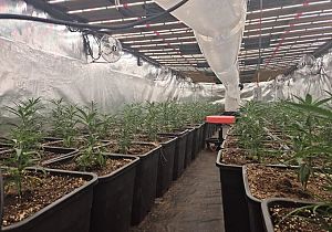 Hennepkwekerij opgerold